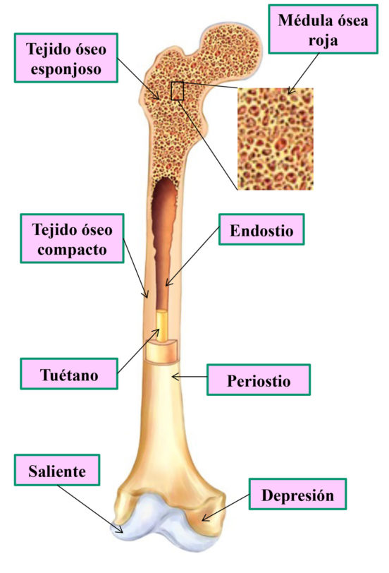 Hueso Largo Y Sus Partes