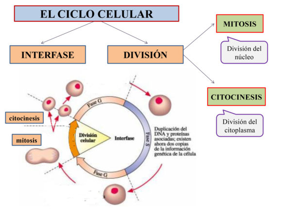 Tema 1: LA REPRODUCCIÓN CELULAR